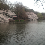 対岸桜1