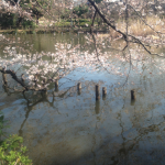 桜と玉虫色の池