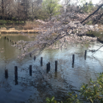 下の池桜