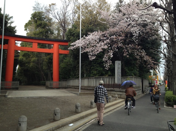 井草八幡宮と桜