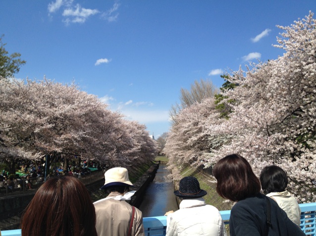 善福寺川緑地公園尾崎橋から桜