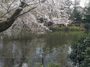 かいぼり後の水面と桜