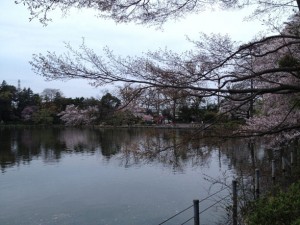 上の池　水面と平行に伸びる元気な桜