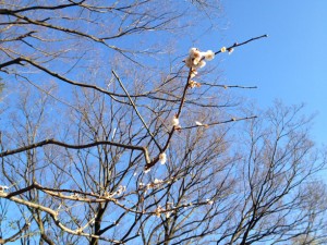 枝先にほんの少し開花した白梅