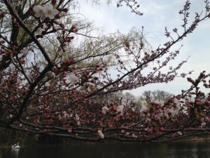 超巨大桜（の錯覚写真です）