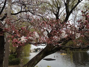 桜の接写＆ボートで写すと面白いことに気付く