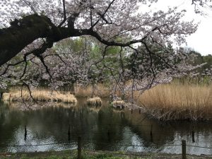 下の池に張り出す桜