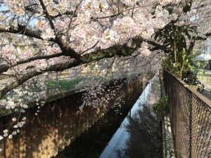 人工的な護岸と桜