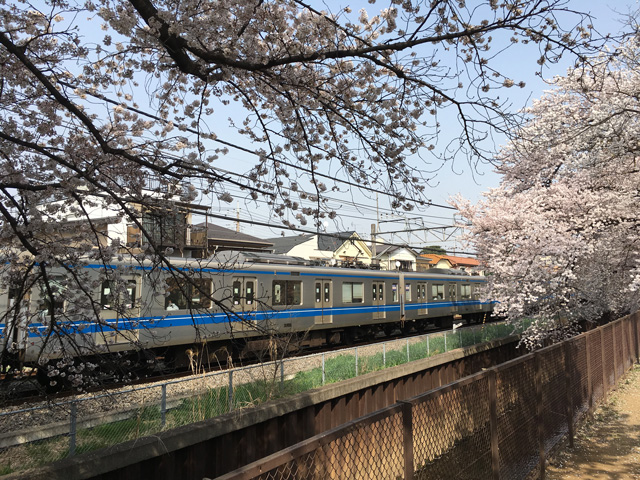 西武新宿線と桜