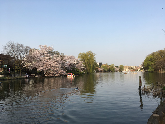 石神井公園の桜は素晴らしい！