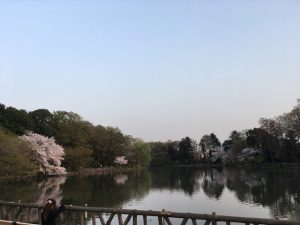 池畔に点在する桜の樹