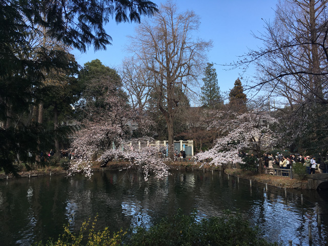 ひょうたん橋前の桜