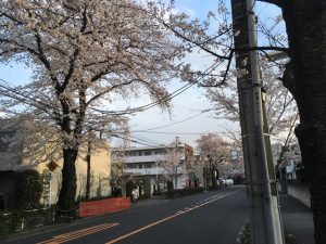 中央通りの桜