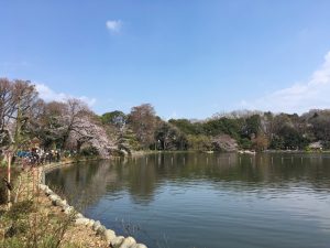 池の周りにポツポツと観桜スポットがあります