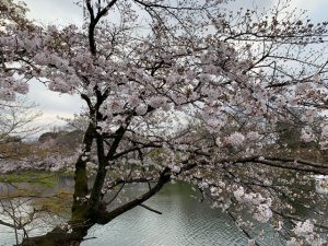 七井橋を渡る前の、定点観測的に写真に収めることの多い桜の樹です