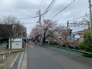 石神井川開渠に枝を垂らす桜の並木