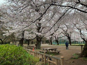 A地区野球場横の桜