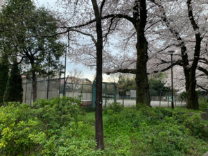 子供スポーツ広場の周囲に桜の樹が集まっています