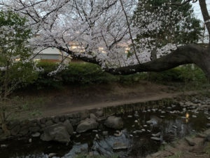 井の頭公園駅前の桜