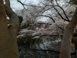 夜間の照明と水面の反射のおかげで日没後にしては明るく見える桜