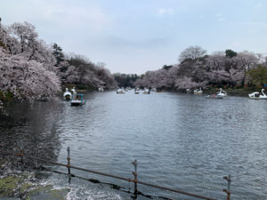 水面には散った桜の花びらが