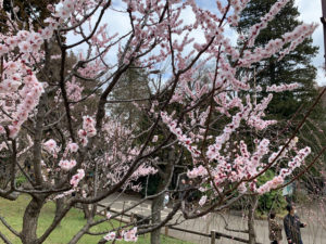 近づいてみると桜とは全く違う咲き方をしているとわかる