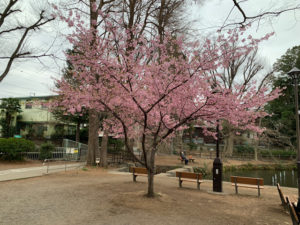 さすが開花が早い河津桜
