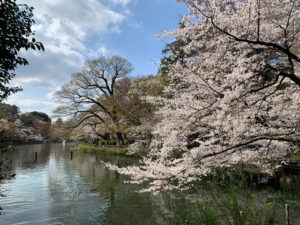 ひょうたん橋の所の桜