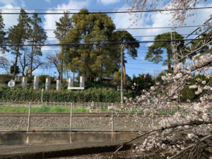 東京女子学院の前の桜から始まります