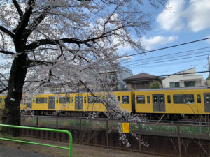 電車と桜、というテーマの撮影にもぴったり