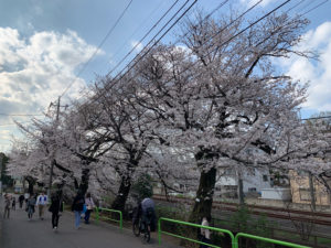 さすがにこの日の桜はまだてっぺんがつぼみでした
