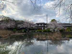 ボート池を挟んで対岸の桜を眺める