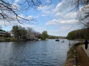 石神井公園ボート池の黒スワン