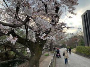 北岸の桜は花が手の届く高さにあるので自撮りチャンスですね