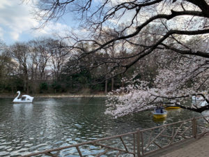 ボートの混雑が起こる桜の枝