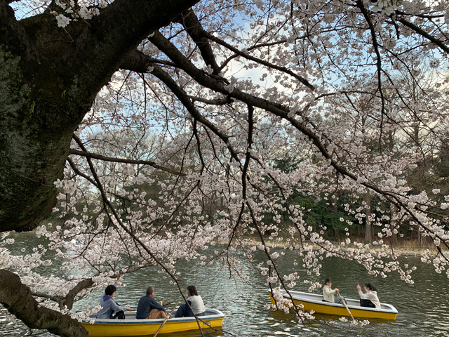 桜とボートの組み合わせは良いですね