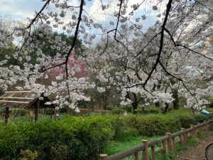 蝶々園周囲の桜