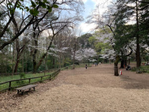 さくら広場の桜