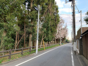 園西側の道路。向こうに咲いた桜の樹が。
