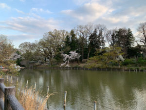 やはり池に枝垂れている桜は開花状況が早いのでした
