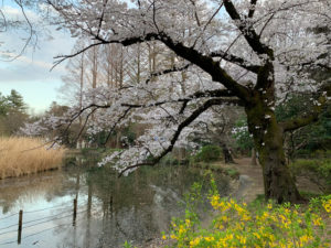 池の周りの桜の樹。シートを敷いてさあ宴会に勤しみますか。